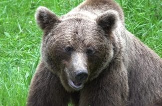 Știri de azi | Mureş – Bărbat atacat de urs în apropierea unei localităţi - Știri de azi | 