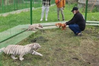 Știri de azi | Mai multe instituţii vor face verificări la o grădină zoologică privată din judeţul Suceava, după ce un băiat de cinci ani a fost muşcat de un animal sălbatic - Știri de azi | 