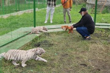 zoo-zaharestijpg - Știri de azi Știri de azi | Mai multe instituţii vor face verificări la o grădină zoologică privată din judeţul Suceava, după ce un băiat de cinci ani a fost muşcat de un animal sălbatic - Știri de azi |