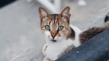 Știri de azi | Bihor: Bărbat anchetat penal după ce a lovit şi schingiuit pisica şefului său. El a intrat în biroul acestuia şi a lovit animalul cu piciorul şi cu alte obiecte - Știri de azi | 