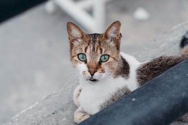 Știri de azi | Bihor: Bărbat anchetat penal după ce a lovit şi schingiuit pisica şefului său. El a intrat în biroul acestuia şi a lovit animalul cu piciorul şi cu alte obiecte - Știri de azi | 