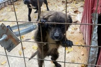 569413918-122157748172749410-560909811138495238-njpg - Știri de azi Știri de azi | Verificări la Adăpostul Public pentru Câini din Reşiţa, după ce în mediul online au apărut informaţii că animalele sunt neglijate / Un pui, fotografiat în aceeaşi cuşcă un cu câine de talie mare, din rasa pitbull / A fost deschis dosar penal - Știri de azi |