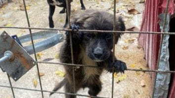Știri de azi | Verificări la Adăpostul Public pentru Câini din Reşiţa, după ce în mediul online au apărut informaţii că animalele sunt neglijate / Un pui, fotografiat în aceeaşi cuşcă un cu câine de talie mare, din rasa pitbull / A fost deschis dosar penal - Știri de azi | 