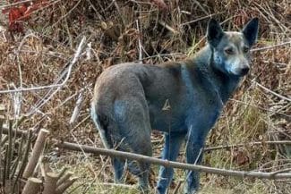 caine-albastru-cernobiljpg - Știri de azi Știri de azi | Câini cu blană albastră observaţi la Cernobîl. Specialiştii exclud efectul radiaţiilor şi explică ce s-ar putea să se fi întâmplat - Știri de azi |