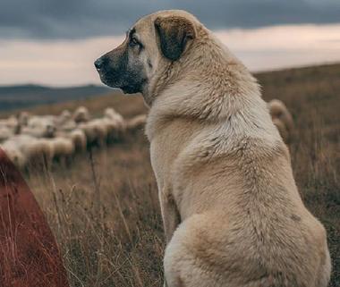 Știri de azi | Petiţie pentru modificarea legislaţiei privind protecţia animalelor/ Priorităţi, interzicerea eutanasierii câinilor sănătoşi, recunoaşterea legală a animalelor ca fiinţe, nu ca obiecte şi intervenţia fără mandat în cazuri grave de cruzime faţă de acestea - Știri de azi - Page 43 | 
