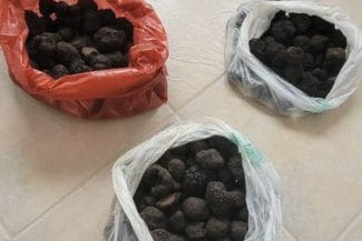 Știri de azi | Neamţ: Trufe negre confiscate de poliţişti - Știri de azi | 