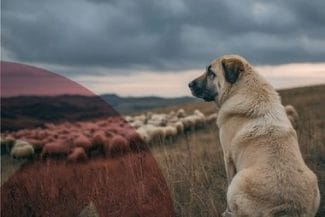 Știri de azi | Korodi Attila: Câinii din rasele Kangal, ciobănesc caucazian şi ciobănesc de Asia Centrală nu mai pot fi folosiţi la paza turmelor şi cirezilor pe teritoriul administrativ al municipiului Miercurea Ciuc - Știri de azi | 