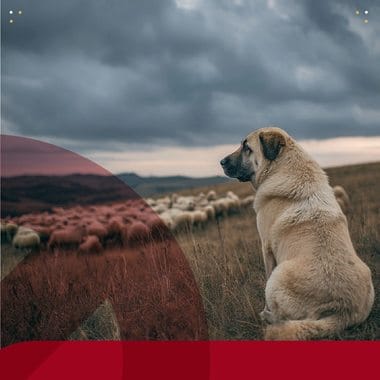 kangal-m-ciucjpg - Știri de azi Știri de azi | Korodi Attila: Câinii din rasele Kangal, ciobănesc caucazian şi ciobănesc de Asia Centrală nu mai pot fi folosiţi la paza turmelor şi cirezilor pe teritoriul administrativ al municipiului Miercurea Ciuc - Știri de azi |