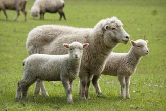 Știri de azi | ANSVSA atenţionează crescătorii de animale asupra riscului crescut de apariţie a unor focare de boli/ Avertismentul, în context european/ România, printre statele afectate de pestă porcină africană, rabie, variolă ovină şi bluetongue/ Măsuri dispuse - Știri de azi | 