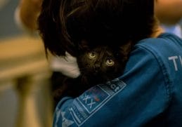 Știri de azi | Ziua Pisicilor Negre la Muzeul „Antipa” – Târg de adopţii şi ateliere de poveşti - Știri de azi - Page 55 | 