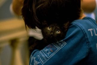 untitled-12-of-28jpg - Știri de azi Știri de azi | Ziua Pisicilor Negre la Muzeul „Antipa” – Târg de adopţii şi ateliere de poveşti - Știri de azi |