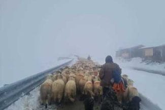 whatsapp-image-2025-10-09-at-11-25-22-1jpg - Știri de azi Știri de azi | Drumarii au acţionat pe Transalpina pentru a face culoar de trecere pentru crescătorii de animale blocaţi pe munte / Intervenţia, autorizată în urma unei hotărâri a CJSU Gorj – VIDEO - Știri de azi |