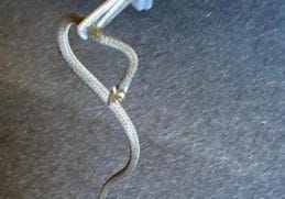 Știri de azi | Mehedinţi: Jandarmii au intervenit pentru îndepărtarea a doi şerpi dintr-o locuinţă - Știri de azi - Page 37 | 