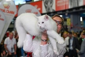 wild-forests-nordri2jpg - Știri de azi Știri de azi | Trei pisici din România, desemnate cele mai frumoase din lume în 2025 – FOTO - Știri de azi |