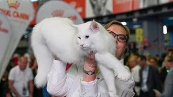 Știri de azi | Trei pisici din România, desemnate cele mai frumoase din lume în 2025 – FOTO - Știri de azi | 