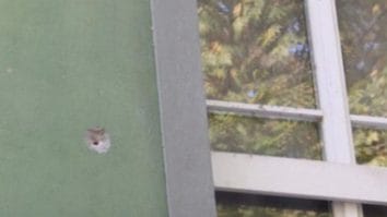 Știri de azi | Un copil de 11 ani, rănit la Bruxelles, în urma unor focuri de armă în apropierea locuinţei. Doi suspecţi care au fugit cu trotineta de la faţa locului, căutaţi - Știri de azi | 