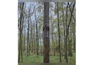 Știri de azi | Constanţa: Un bărbat de 58 de ani este cercetat pentru rănirea intenţionată a unei pisici / În gospodăria sa poliţiştii au găsit mai multe obiecte folosite pentru rănirea animalelor – VIDEO - Știri de azi | 