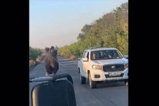 camila1jpg - Știri de azi Știri de azi | Războiul din Ucraina – O cămilă folosită de trupele ruse, capturată de soldaţii din Kiev – VIDEO - Știri de azi |