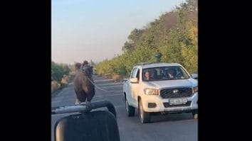 Știri de azi | Războiul din Ucraina – O cămilă folosită de trupele ruse, capturată de soldaţii din Kiev – VIDEO - Știri de azi | 