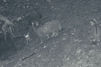 captura-de-ecran-2025-11-01-094012png - Știri de azi Știri de azi | Trei pui de pisică sălbatică, surprinşi de camerele de monitorizare a faunei în timp ce se joacă alături de mama lor într-o pădure din Ocolul Silvic Marginea - Știri de azi |