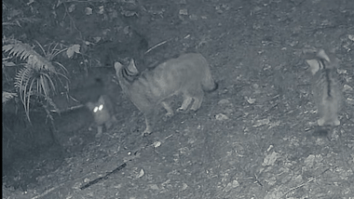 Știri de azi | Trei pui de pisică sălbatică, surprinşi de camerele de monitorizare a faunei în timp ce se joacă alături de mama lor într-o pădure din Ocolul Silvic Marginea - Știri de azi | 