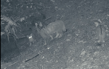 captura-de-ecran-2025-11-01-094012png - Știri de azi Știri de azi | Trei pui de pisică sălbatică, surprinşi de camerele de monitorizare a faunei în timp ce se joacă alături de mama lor într-o pădure din Ocolul Silvic Marginea - Știri de azi |