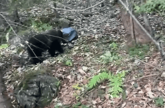 Știri de azi | Pui de urs blocat cu capul într-un rezervor metalic, salvat / Alarma a fost dată de o persoană care se afla în drumeţie – VIDEO - Știri de azi | 