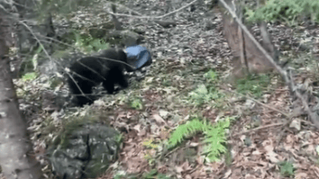 Știri de azi | Pui de urs blocat cu capul într-un rezervor metalic, salvat / Alarma a fost dată de o persoană care se afla în drumeţie – VIDEO - Știri de azi | 