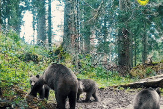 Știri de azi | Ursoaică grijulie cu cei trei pui ai ei, surprinsă în imagini în Parcul Natural Apuseni / Toamna, urşii adună rezerve de grăsime, pregătindu-se pentru somnul de iarnă – VIDEO - Știri de azi | 