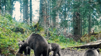 Știri de azi | Ursoaică grijulie cu cei trei pui ai ei, surprinsă în imagini în Parcul Natural Apuseni / Toamna, urşii adună rezerve de grăsime, pregătindu-se pentru somnul de iarnă – VIDEO - Știri de azi | 