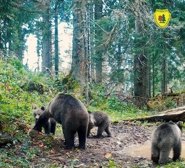 Știri de azi | Ursoaică grijulie cu cei trei pui ai ei, surprinsă în imagini în Parcul Natural Apuseni / Toamna, urşii adună rezerve de grăsime, pregătindu-se pentru somnul de iarnă – VIDEO - Știri de azi | 
