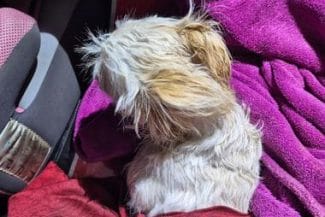 Știri de azi | Hunedoara: Un bărbat a fost reţinut, după ce s-a certat cu soţia şi a aruncat pe fereastră căţelul familiei, de la etajul al doilea al unui bloc din Călan - Știri de azi | 