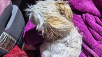 Știri de azi | Hunedoara: Un bărbat a fost reţinut, după ce s-a certat cu soţia şi a aruncat pe fereastră căţelul familiei, de la etajul al doilea al unui bloc din Călan - Știri de azi | 