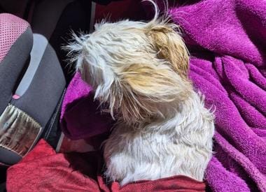 Știri de azi | Hunedoara: Un bărbat a fost reţinut, după ce s-a certat cu soţia şi a aruncat pe fereastră căţelul familiei, de la etajul al doilea al unui bloc din Călan - Știri de azi | 