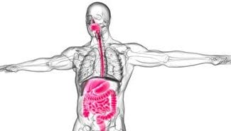 corpul-uman-si-sistemul-intestinal-adobestock-367321309-e1684919934193jpg - Știri de azi Știri de azi | Misterul bolii Crohn, elucidat? - Știri de azi |
