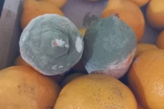 fructe-mucegai-anpc-7-novjpg - Știri de azi Știri de azi | Peste 450 de operatori economici din ţară, verificaţi în această săptămână de ANPC/ Amenzile date depăşesc 1,4 milioane de lei/ Au fost găsite produse alimentare expirate şi fructe mucegăite - Știri de azi |