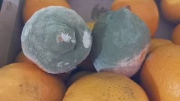 Știri de azi | Peste 450 de operatori economici din ţară, verificaţi în această săptămână de ANPC/ Amenzile date depăşesc 1,4 milioane de lei/ Au fost găsite produse alimentare expirate şi fructe mucegăite - Știri de azi | 