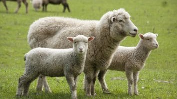 Știri de azi | Alba: Cioban ajuns după gratii, după ce turma lui a distrus o cultură de floarea soarelui provocând pagube de zeci de mii de lei - Știri de azi | 