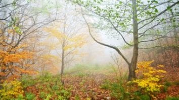 Știri de azi | EY: Doar 13% dintre companii publică rapoarte dedicate naturii. Lipsa raportărilor detaliate despre impactul companiilor asupra naturii poate încetini acţiunile globale de protejare a ecosistemelor lumii - Știri de azi | 