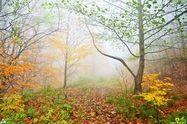 padure-4jpg - Știri de azi Știri de azi | EY: Doar 13% dintre companii publică rapoarte dedicate naturii. Lipsa raportărilor detaliate despre impactul companiilor asupra naturii poate încetini acţiunile globale de protejare a ecosistemelor lumii - Știri de azi |