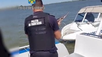 Știri de azi | Poliţiştii de frontieră au descoperit trei sturioni prinşi în plase de pescuit, aceştia fiind eliberaţi - Știri de azi | 