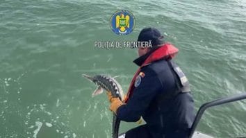 Știri de azi | Tulcea: Poliţiştii de frontieră au eliberat doi sturioni şi un delfin, care erau prinşi în plase de pescuit - Știri de azi | 