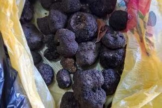 Știri de azi | Suceava: Doi bărbaţi care au recoltat ilegal trufe, amendaţi/ La ei au fost găsite descoperite 2,6 kilograme de trufe - Știri de azi | 