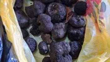 Știri de azi | Suceava: Doi bărbaţi care au recoltat ilegal trufe, amendaţi/ La ei au fost găsite descoperite 2,6 kilograme de trufe - Știri de azi | 