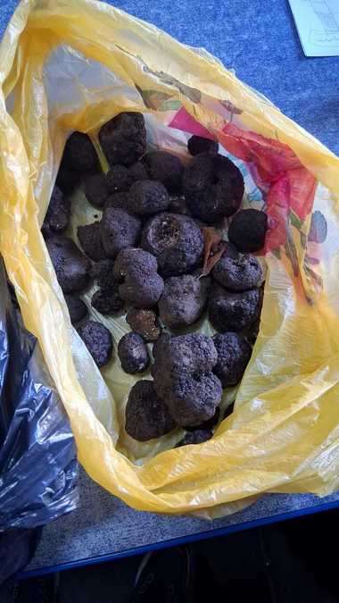 Știri de azi | Suceava: Doi bărbaţi care au recoltat ilegal trufe, amendaţi/ La ei au fost găsite descoperite 2,6 kilograme de trufe - Știri de azi | 