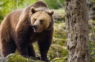 ursjpg - Știri de azi Știri de azi | Greenpeace depune plângere împotriva Slovaciei la UE pentru uciderea ilegală a urşilor - Știri de azi |