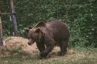 Știri de azi | Ministerul mediului anunţă sancţiuni ferme pentru hrănirea urşilor în libertate, o practică tot mai des întâlnită în zone turistice precum Transfăgărăşanul: Orice persoană care hrăneşte un urs în libertate riscă amenzi între 10.000 şi 30.000 de lei - Știri de azi | 