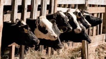 Știri de azi | Ministerul Agriculturii: România a realizat vânzări de aproape jumătate de miliard de euro din exportul de animale vii, în primele zece luni ale anului - Știri de azi | 